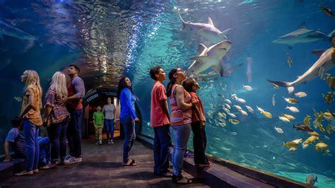 Aquarium adventure - SeaQuest Lynchburg is located just 2 hours west of the capital city Richmond, Virginia . Lynchburg is a quaint city located in the center of the state and sits at the eastern edge of the beautiful Blue Ridge Mountains. …